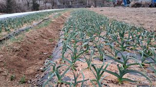 월굴리이승재님의 마늘 · 영농일지 작성글 사진