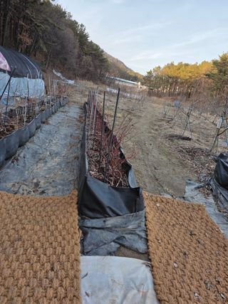 체리농원님의 블루베리 · 영농일지 작성글 사진