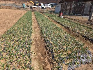 최경림님의 마늘 · 영농일지 작성글 사진