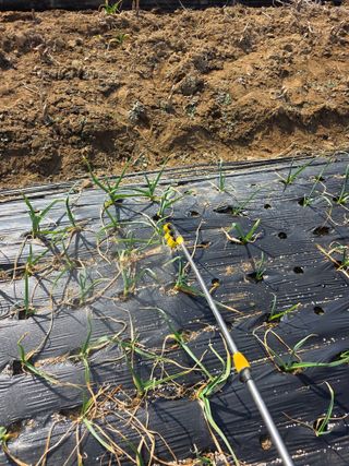 이진기님의 마늘 · 영농일지 작성글 사진