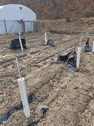 이한재님의 들깨 · 영농일지 작성글 사진