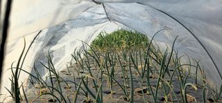 부천역곡 정병호님의 마늘 · 영농일지 작성글 사진