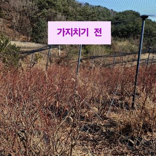 황인근님의 블루베리 · 영농일지 작성글 사진