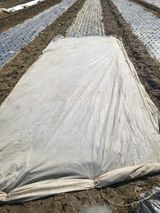 팜모닝 마늘·영농일지 게시글 이미지