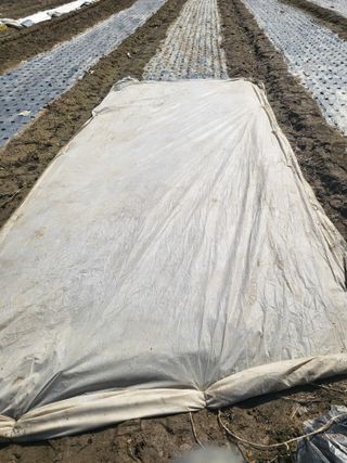 전선경님의 마늘 · 영농일지 작성글 사진