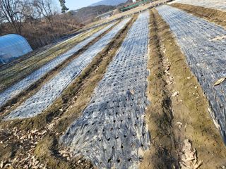 전선경님의 마늘 · 영농일지 작성글 사진