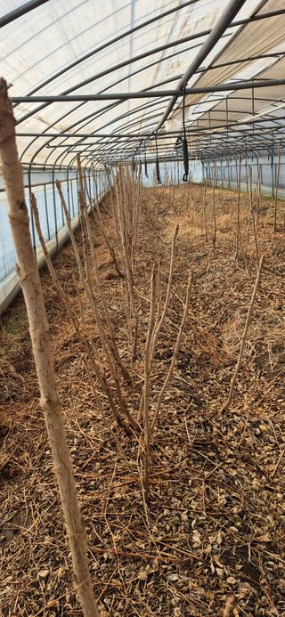 노오길님의 두릅 · 영농일지 작성글 사진