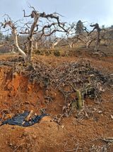 팜모닝 감·영농일지 게시글 이미지