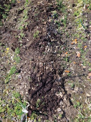 매실향기차향기님의 상추 · 영농일지 작성글 사진