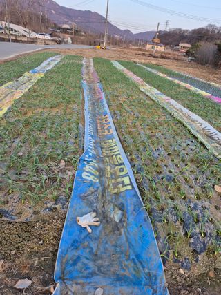 마늘16716님의 마늘 · 영농일지 작성글 사진