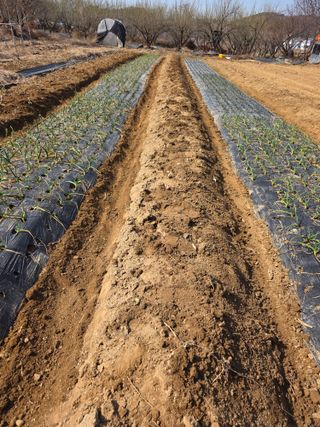 이진기님의 마늘 · 영농일지 작성글 사진