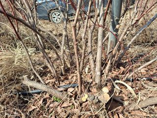 황인근님의 블루베리 · 영농일지 작성글 사진