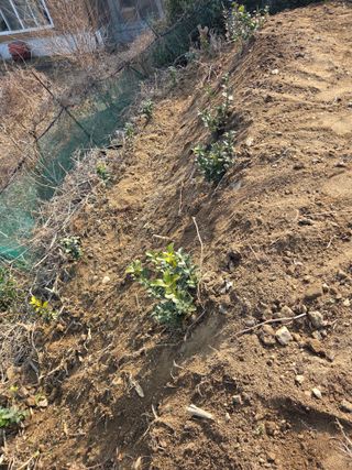 장종원님의 고추 · 영농일지 작성글 사진