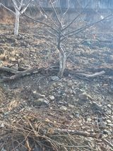 팜모닝 감·영농일지 게시글 이미지