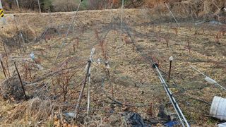 대봉농원 이경화님의 기타작물 · 영농일지 작성글 사진