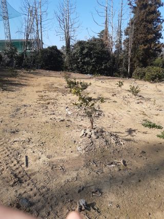 오늘도건강한하루되세님의 귤 · 영농일지 작성글 사진