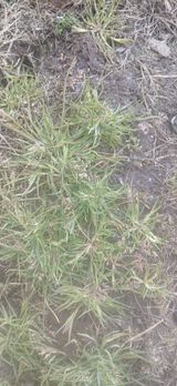 팜모닝 기타작물·영농일지 게시글 이미지