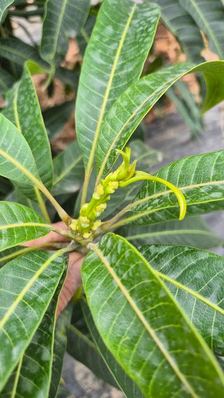 최근만님의 기타작물 · 영농일지 작성글 사진