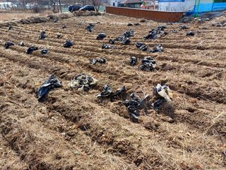 김진현님의 옥수수 · 영농일지 작성글 사진