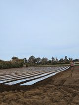 팜모닝 감자·영농일지 게시글 이미지