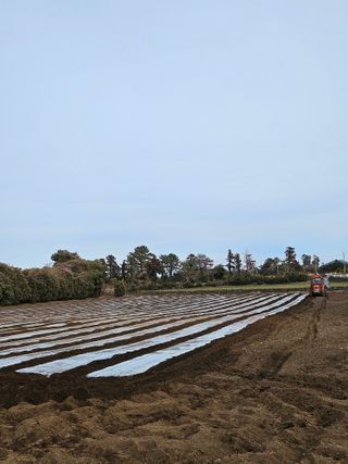 평대돌담농장님의 감자 · 영농일지 작성글 사진