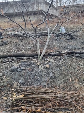 김용대님의 기타작물 · 영농일지 작성글 사진