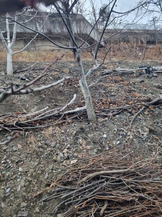 김용대님의 기타작물 · 영농일지 작성글 사진