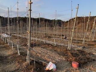 이관희님의 사과 · 영농일지 작성글 사진