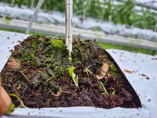 늘햇살팜 님의 딸기 · 영농일지 작성글 사진