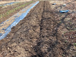 오현백님의 파 · 영농일지 작성글 사진