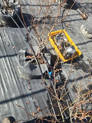 축복농장님의 블루베리 · 영농일지 작성글 사진