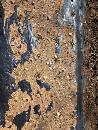 오현백님의 파 · 영농일지 작성글 사진