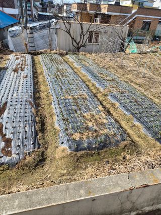 강태현님의 마늘 · 영농일지 작성글 사진