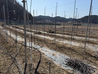 이관희님의 사과 · 영농일지 작성글 사진