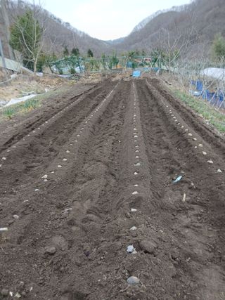 이종득님의 감자 · 영농일지 작성글 사진