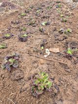 팜모닝 기타작물·영농일지 게시글 이미지