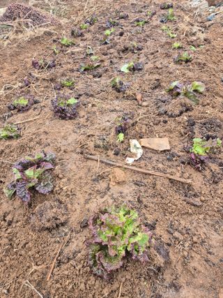 허봉모 님의 기타작물 · 영농일지 작성글 사진