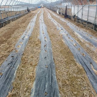 김진영님의 콩 · 영농일지 작성글 사진