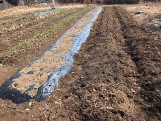 오현백님의 감자 · 영농일지 작성글 사진