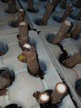 거창두릅농원김성희님의 작성글 사진