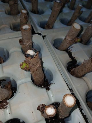 거창두릅농원김성희님의 두릅 · 영농일지 작성글 사진