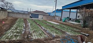 道泉님의 마늘 · 영농일지 작성글 사진