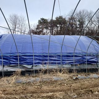 김진영님의 콩 · 영농일지 작성글 사진