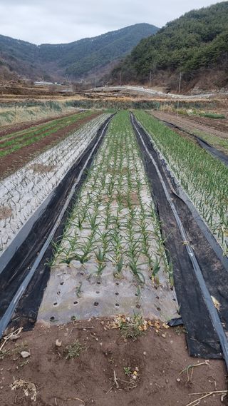 김동명님의 마늘 · 영농일지 작성글 사진