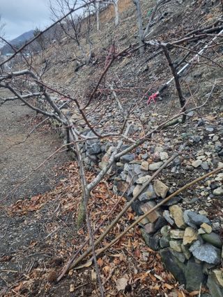 김용대님의 기타작물 · 영농일지 작성글 사진