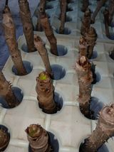 거창두릅농원김성희님의 작성글 사진