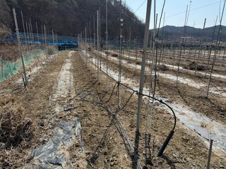 이관희님의 사과 · 영농일지 작성글 사진