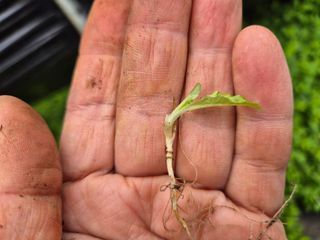 늘햇살팜 님의 딸기 · 영농일지 작성글 사진