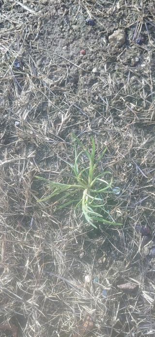 김수학님의 기타작물 · 영농일지 작성글 사진