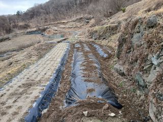 한골머스마님의 기타작물 · 영농일지 작성글 사진